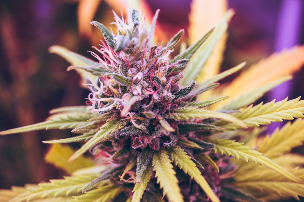 a vibrant cannabis bud growing