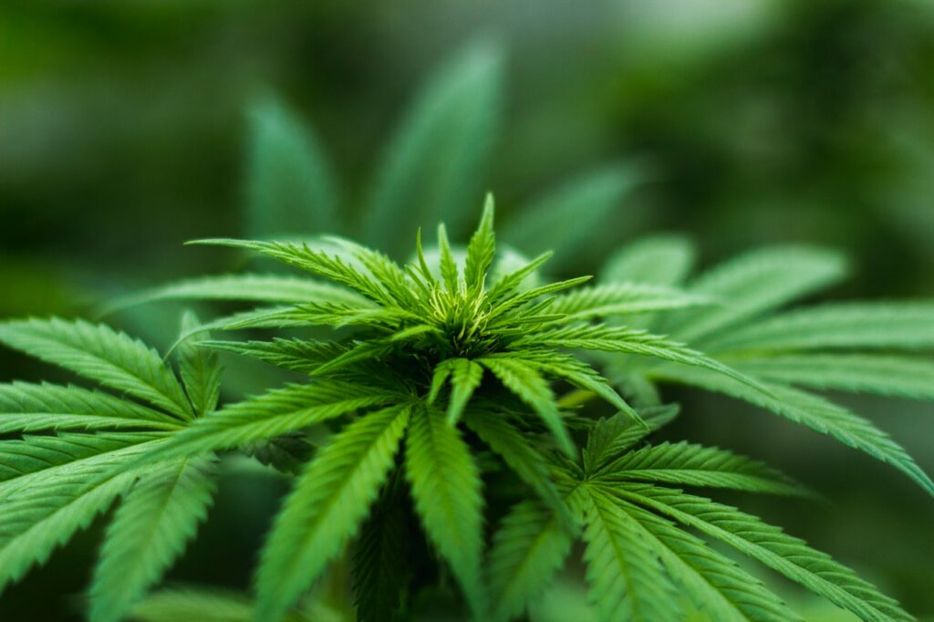 Close-up of a cannabis plant