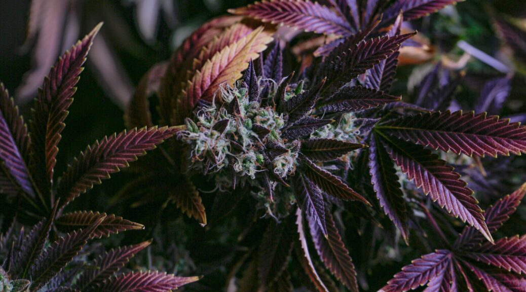 a cannabis plant that has purple hues to the flower